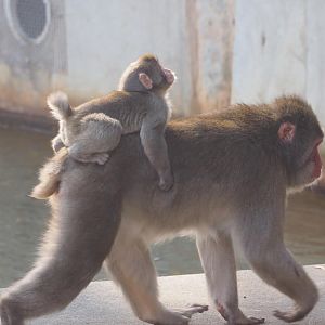 Japanese macaque carrying offspring