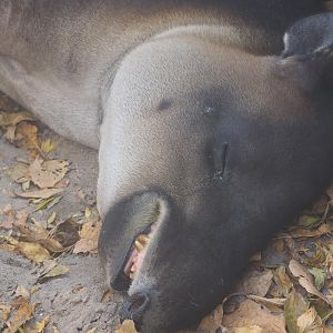 Baird's tapir