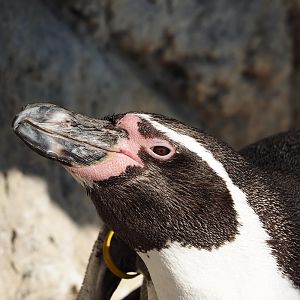 Humboldt penguin