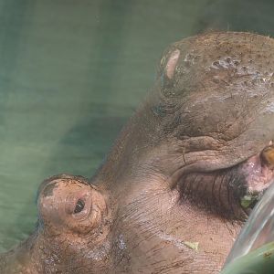 Common hippopotamus