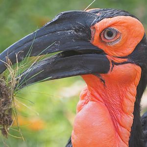 Southern ground hornbill