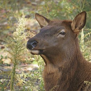 Rocky Mountain elk