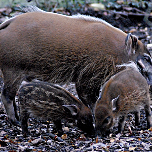 Red River Hog with piglets - Marwell Zoological Park 2022
