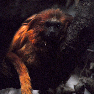 Golden Lion Tamarin[!] - Marwell Zoological Park 2022