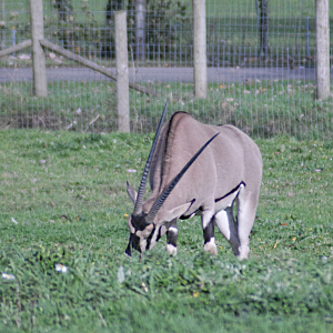 Beisa Oryx - Marwell Zoological Park 2022