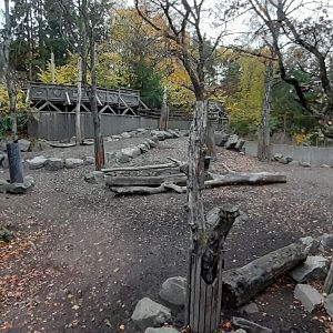 Part of Wisent and Central european wild boar paddock