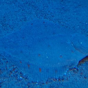 European plaice (Pleuronectes platessa)