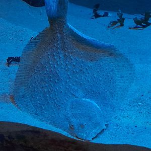 Turbot (Scophthalmus maximus)