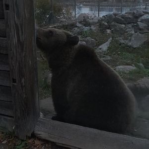 Eurasian Brown bear ( Ursus arctos arctos)