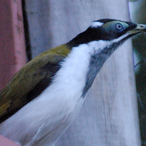 Blue-faced Honeyeater - Marwell Zoological Park 2022