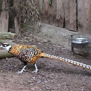 Reeves' Pheasant (Zoo Lourosa)