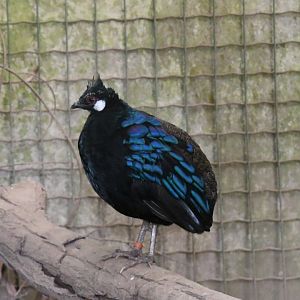 Palawan Peacock Pheasant (Zoo Lourosa)