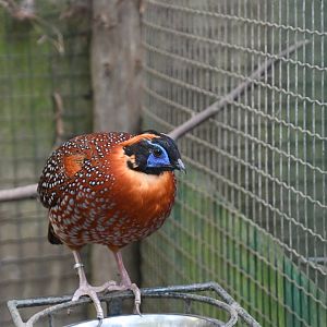 Temminck's Tragopan (Zoo Lourosa)