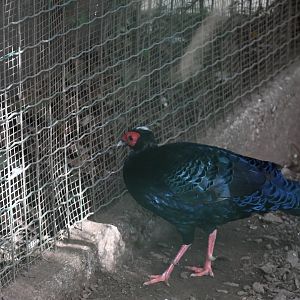 Vietnamese Pheasant (Zoo Lourosa)