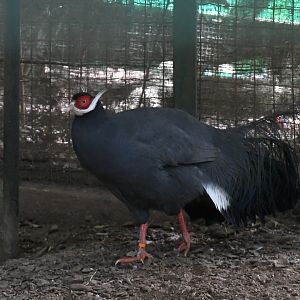 Blue Eared Pheasant (Zoo Lourosa)