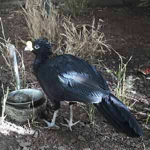 Great Curassow (Zoo Lourosa)