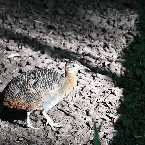Red-winged Tinamou (Zoo Lourosa)