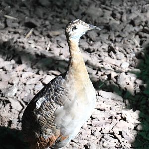 Red-winged Tinamou (Zoo Lourosa)