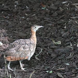Red-winged Tinamou (Zoo Lourosa)