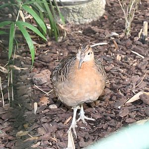 Red-winged Tinamou (Zoo Lourosa)