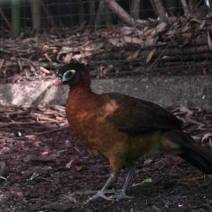 Nocturnal Curassow (Zoo Lourosa)