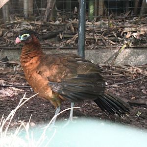Nocturnal Curassow (Zoo Lourosa)