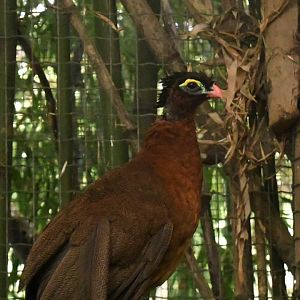 Nocturnal Curassow (Zoo Lourosa)