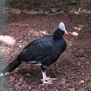 Northern Helmeted Curassow (Zoo Lourosa)
