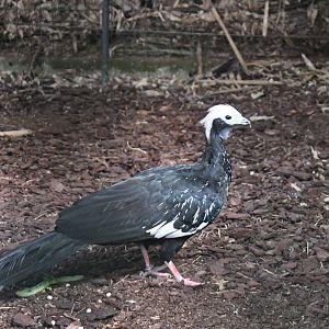 Blue-throated Piping Guan (Zoo Lourosa)
