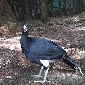 Blue-billed Curassow (Zoo Lourosa)