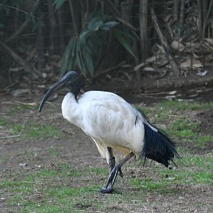 Sacred Ibis (Zoo Lourosa)