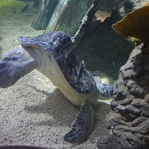 Cracker the sea turtle