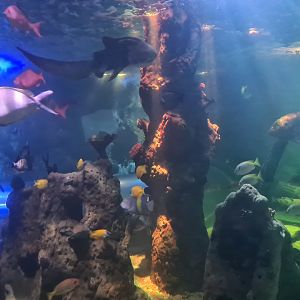 4 1/2 room - View into central tank