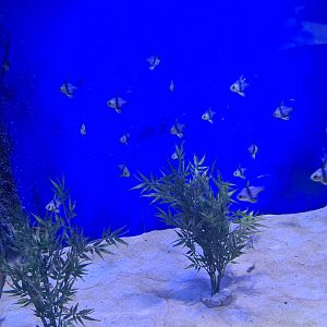 4 1/2 room - Fish nursery