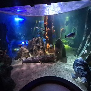 4 1/2 room - View into central tank