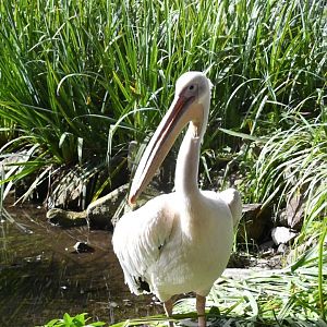 Eastern White Pelican (Zoo Lourosa)