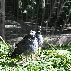 Southern Screamers (Zoo Lourosa)