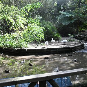 Waterfowl Pond (Zoo Lourosa)