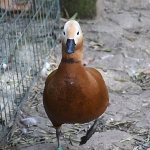Ruddy Shelduck (Zoo Lourosa)