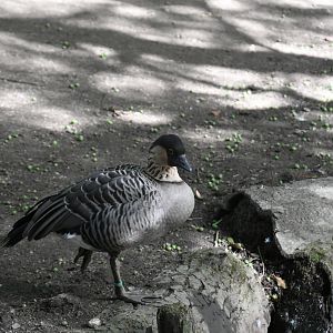 Nene (Zoo Lourosa)