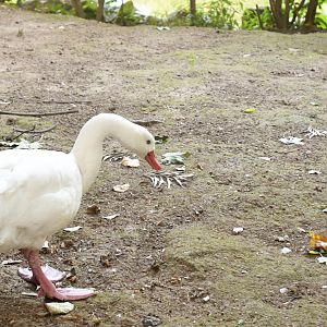 Coscoroba (Zoo Lourosa)
