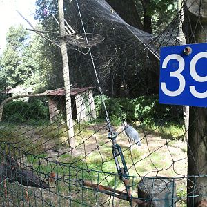 Marabou and Storks Aviary (Zoo Lourosa)