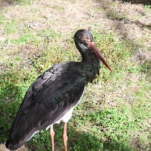 Black Stork (Zoo Lourosa)