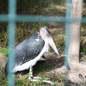 Marabou (Zoo Lourosa)