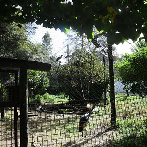 African Aviary (Zoo Lourosa)