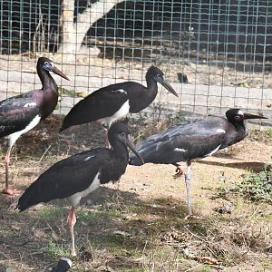 Abdim's Storks (Zoo Lourosa)