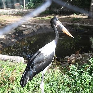 Saddle-billed Stork (Zoo Lourosa)