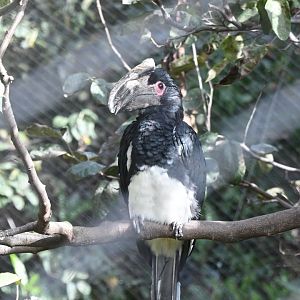 Trumpeter Hornbill (Zoo Lourosa)