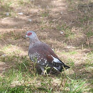 Speckled Pigeon (Zoo Lourosa)