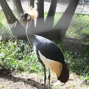 Grey Crowned Crane (Zoo Lourosa)